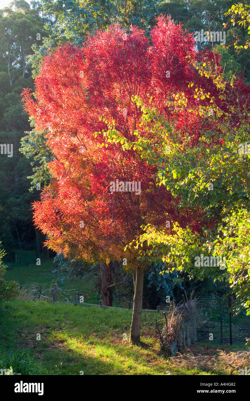 Claret ash in autumn fall Stock Photo