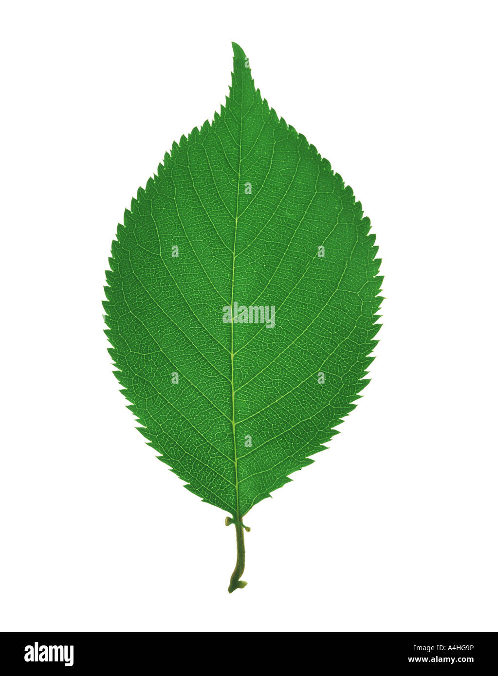 A green leaf Stock Photo - Alamy