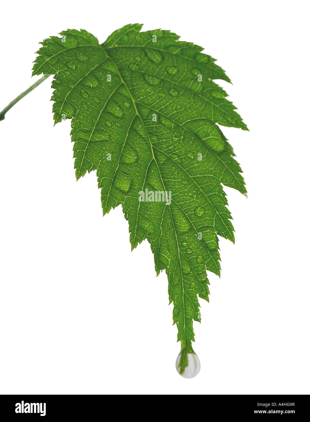 A green leaf Stock Photo - Alamy