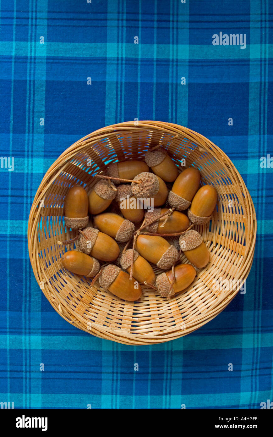 Acorns in basket Stock Photo Alamy