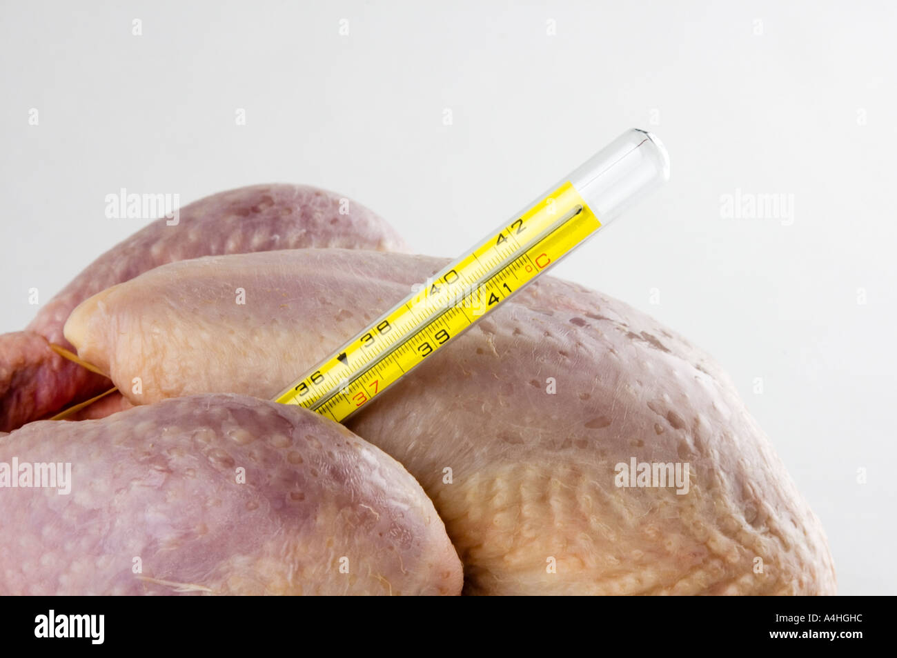 Chicken bird flu influenza pandemic disease illness biohazard danger dangerous health safe safety precaution Stock Photo