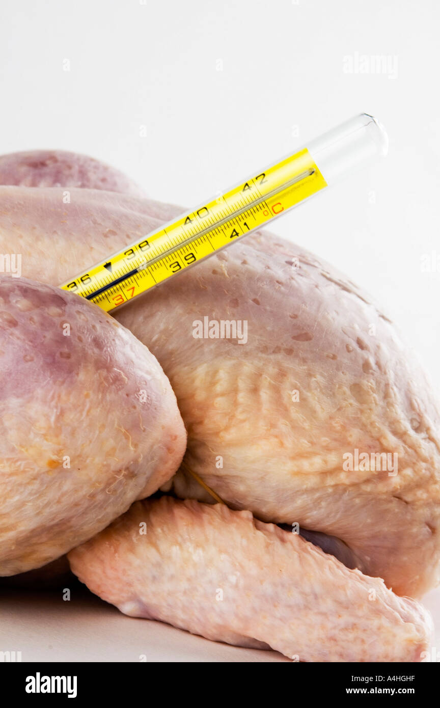 Chicken bird flu influenza pandemic disease illness biohazard danger