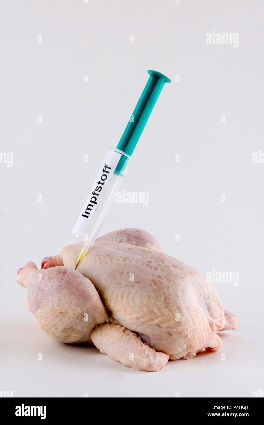 Chicken bird flu influenza pandemic disease illness biohazard danger