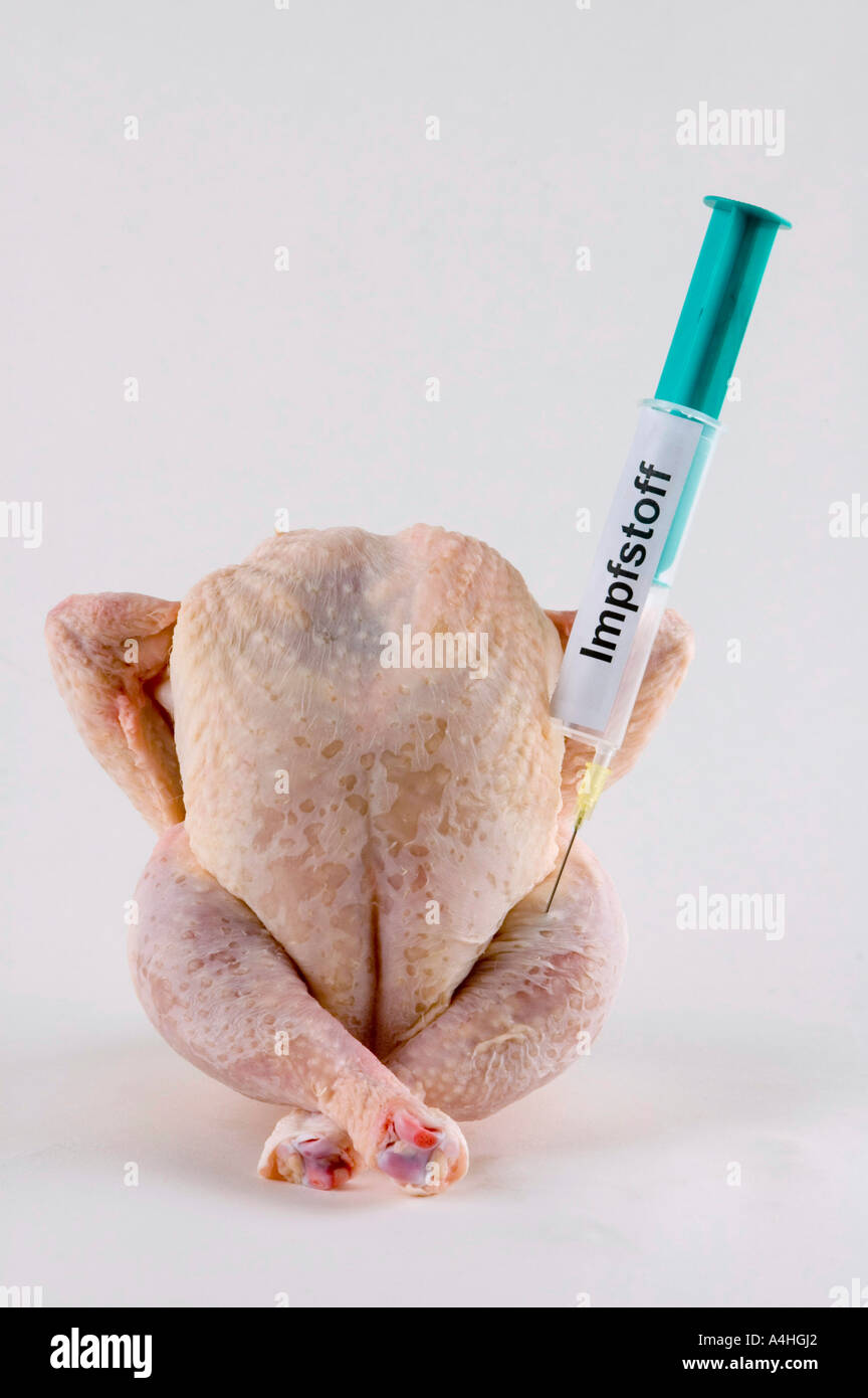 Chicken bird flu influenza pandemic disease illness biohazard danger