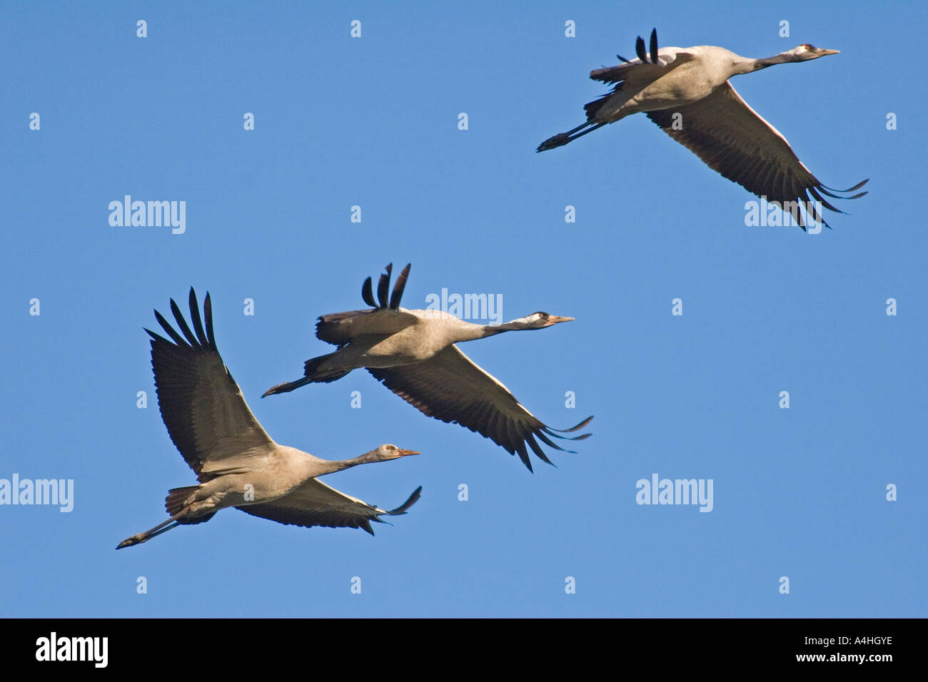 Crane family in flight Stock Photo - Alamy