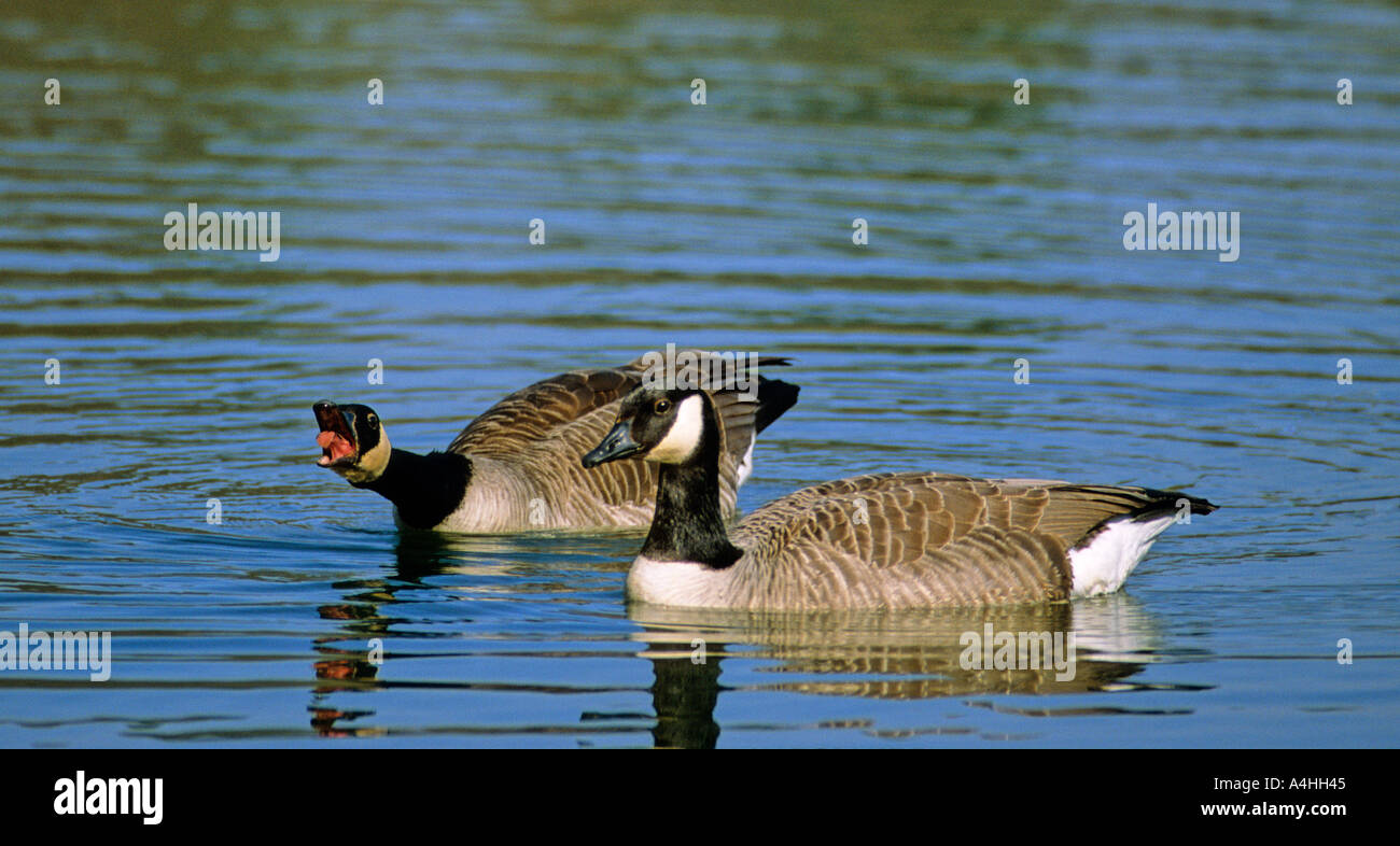 Canada goose Branta canadensis mating ritual Stock Photo - Alamy