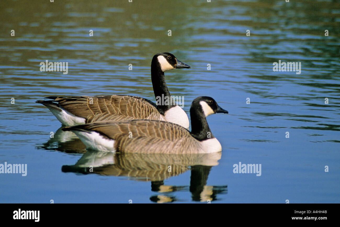 Canada goose Branta canadensis mating ritual Stock Photo - Alamy