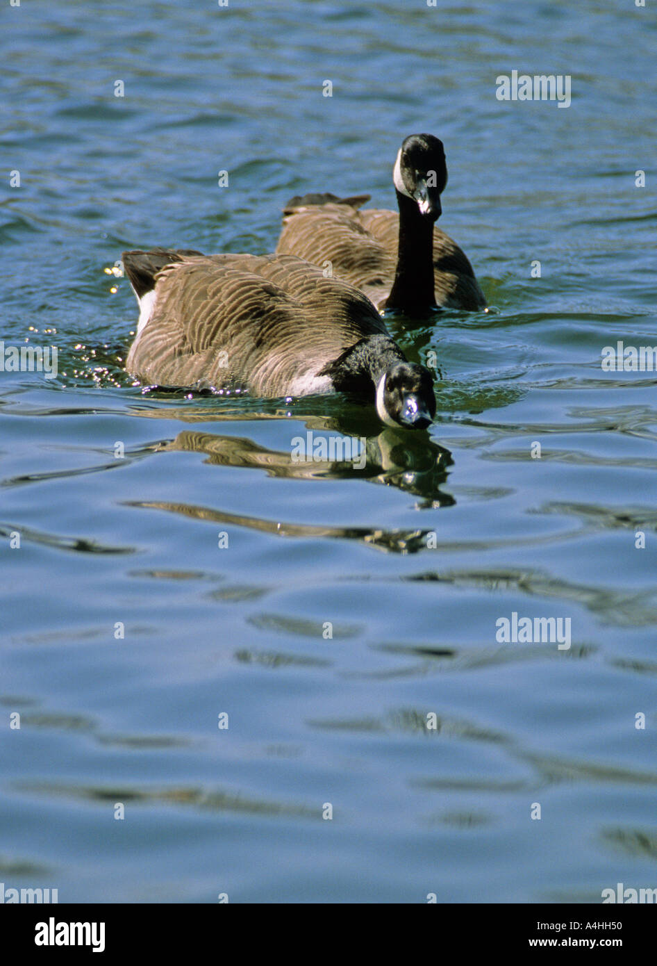 Canada geese Branta canadensis mating ritual Stock Photo - Alamy