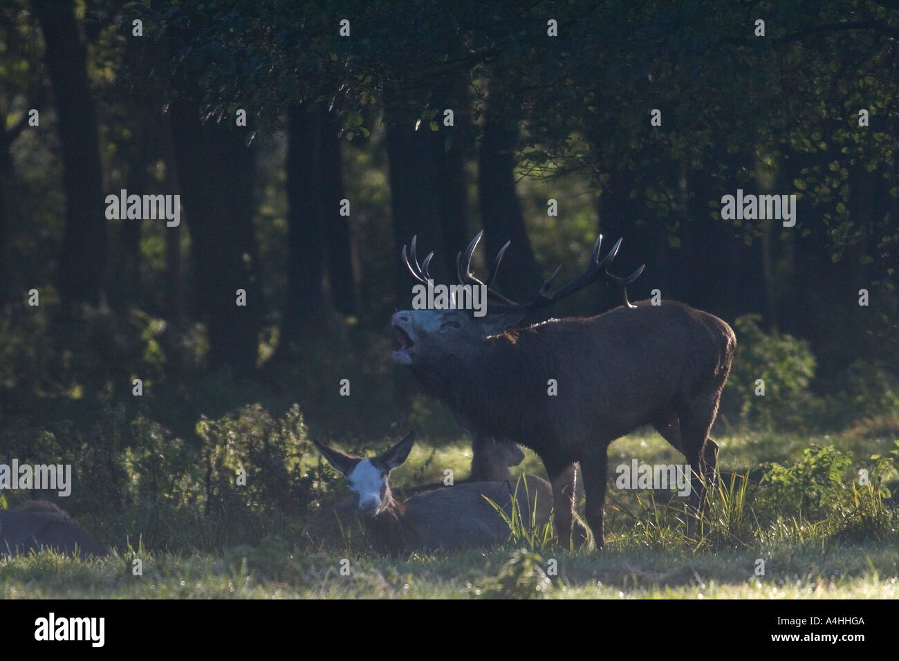 Rutting Pack High Resolution Stock Photography and Images - Alamy