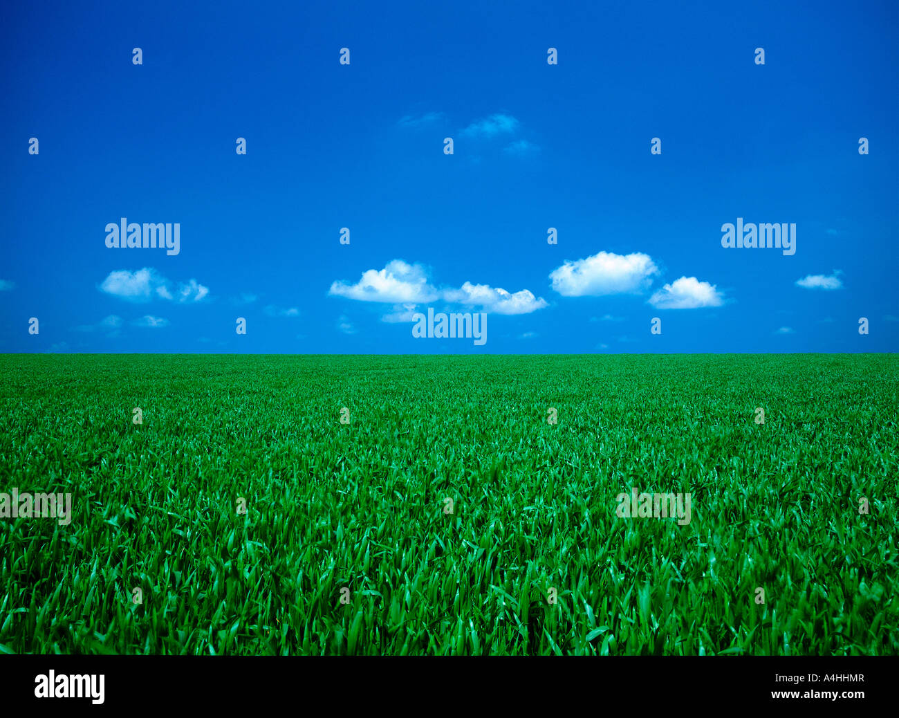 A green field under the blue sky Stock Photo - Alamy
