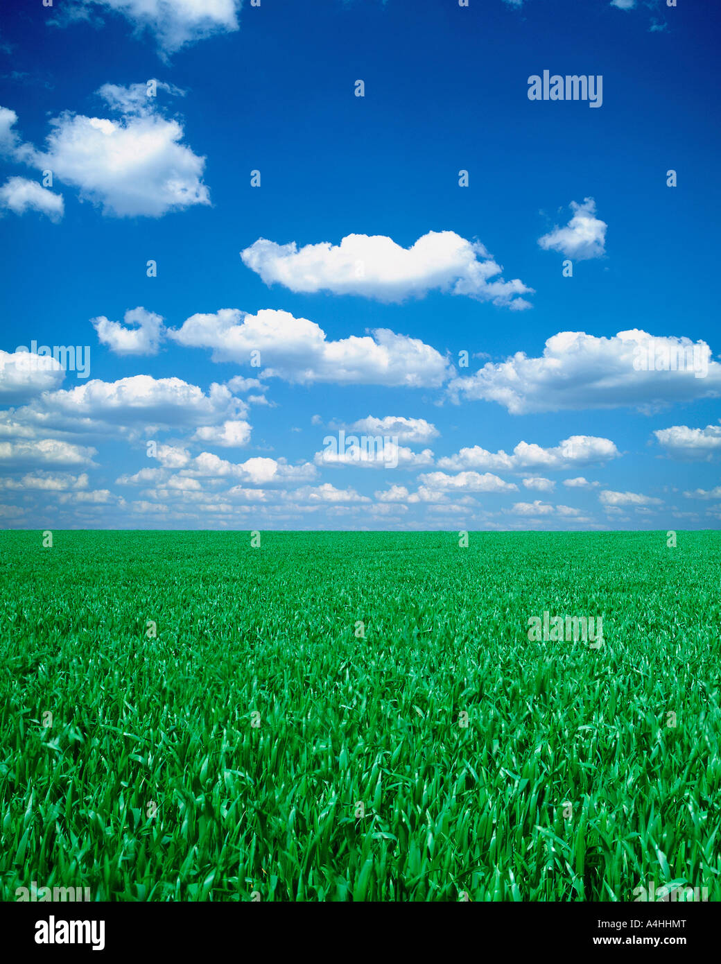 A green field under the blue sky Stock Photo - Alamy