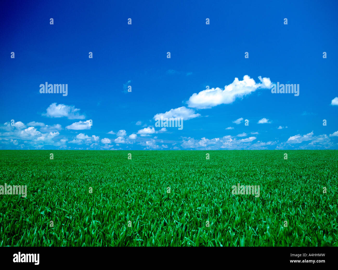 A green field under the blue sky Stock Photo - Alamy