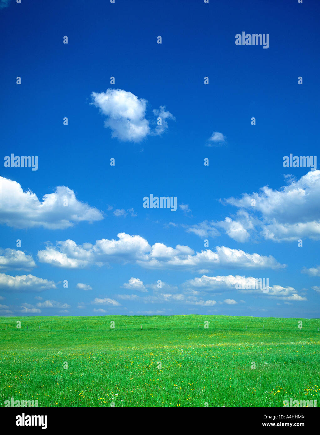 A green field under the blue sky Stock Photo - Alamy