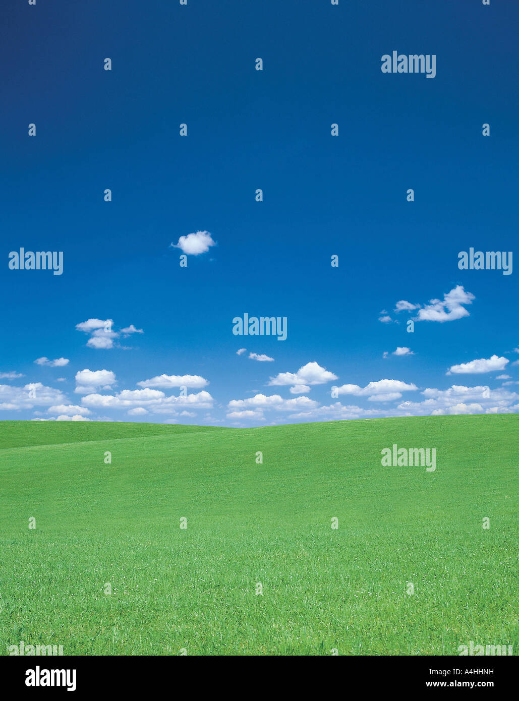 A green field under the blue sky Stock Photo - Alamy