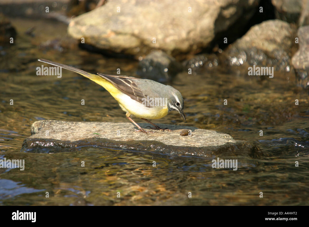 Grey Wagtail Motacilla cinerea with insect as prey in a brook Stock Photo