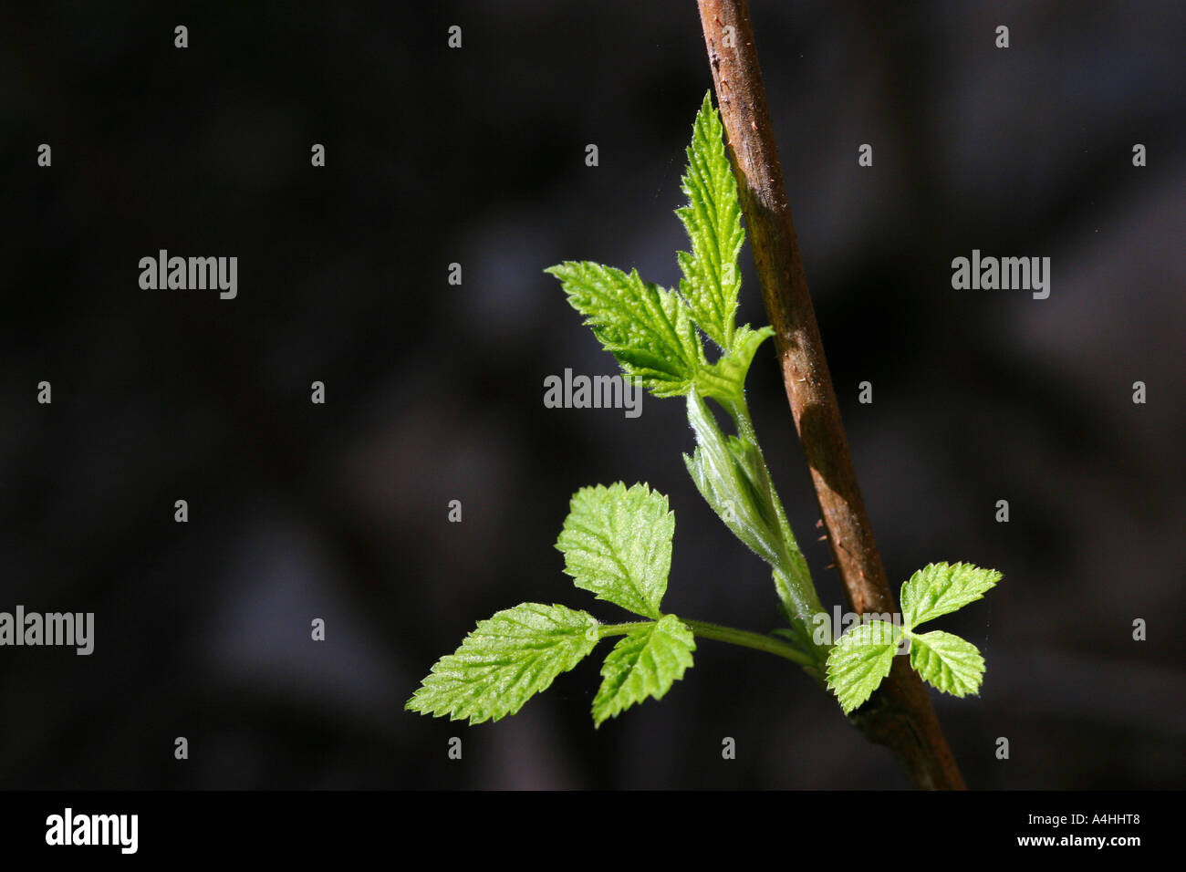Raspberry leaves symbolizing sringtime in natural spotlight in front of dark background Stock Photo
