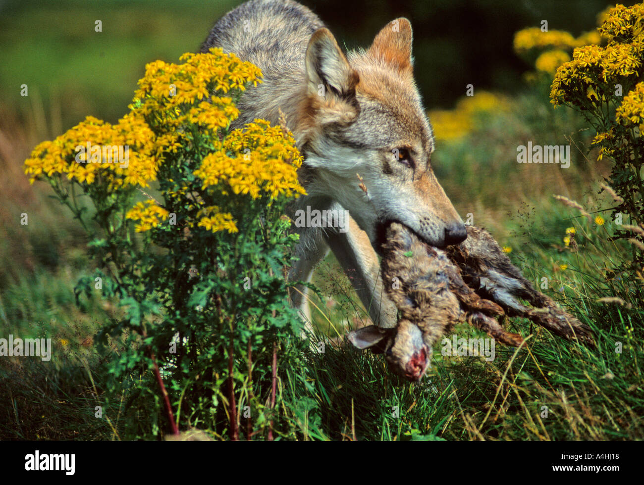 Captive Timber wolf Canis Lupus carrying dead rabbit at the Highland ...