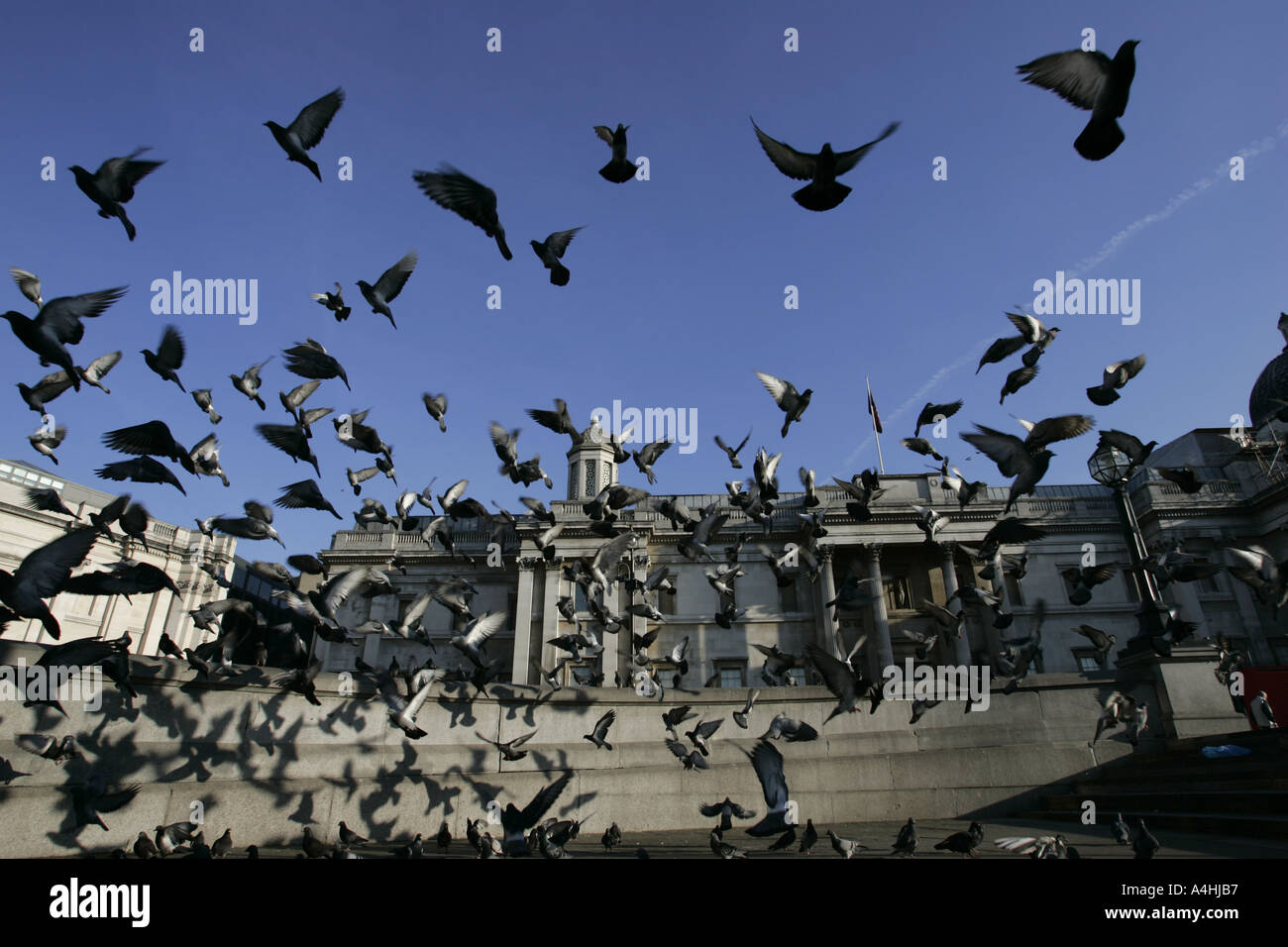 Pigeons Trafalgar square London Stock Photo