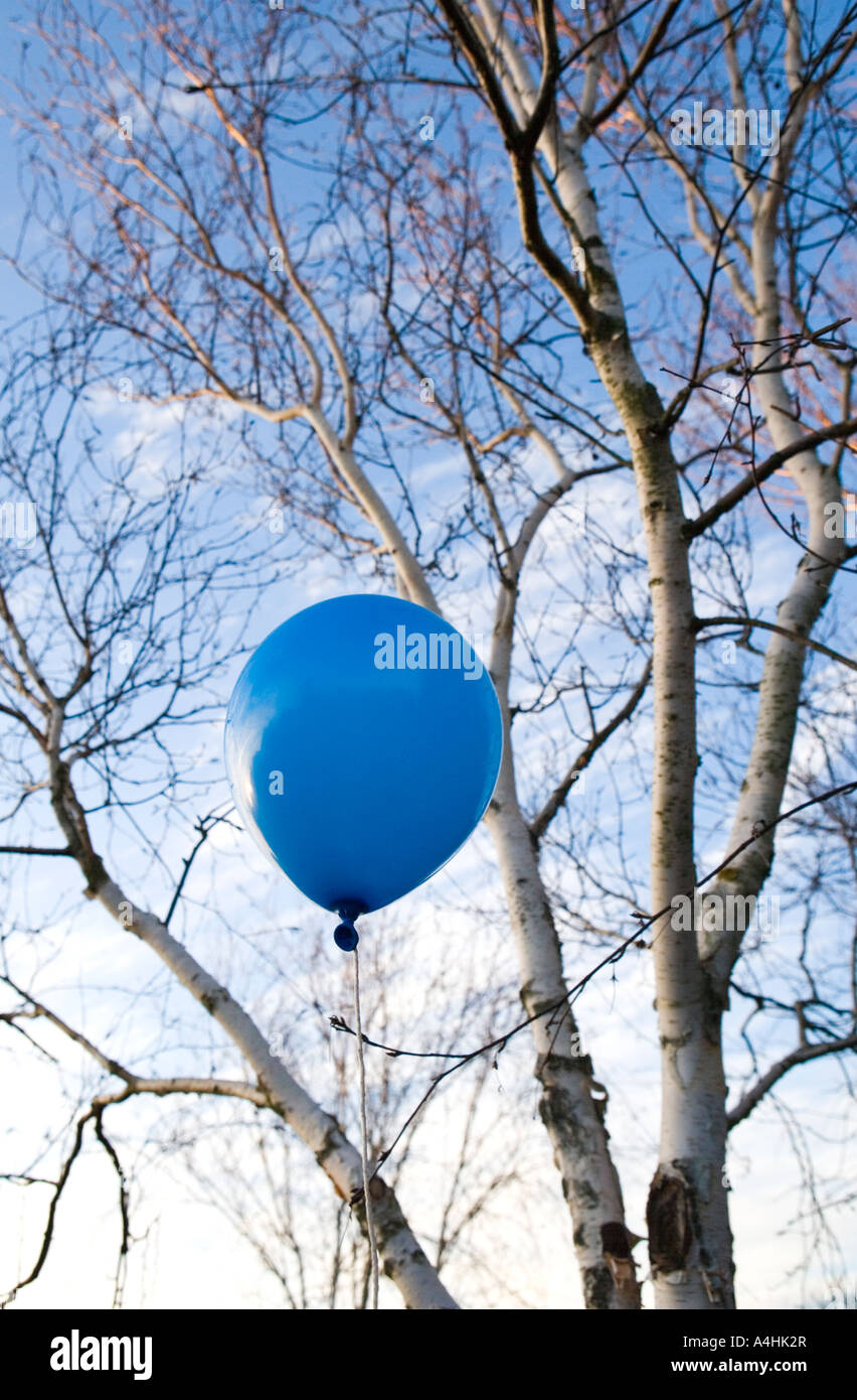Blue balloon in-front of a silver birch tree Stock Photo