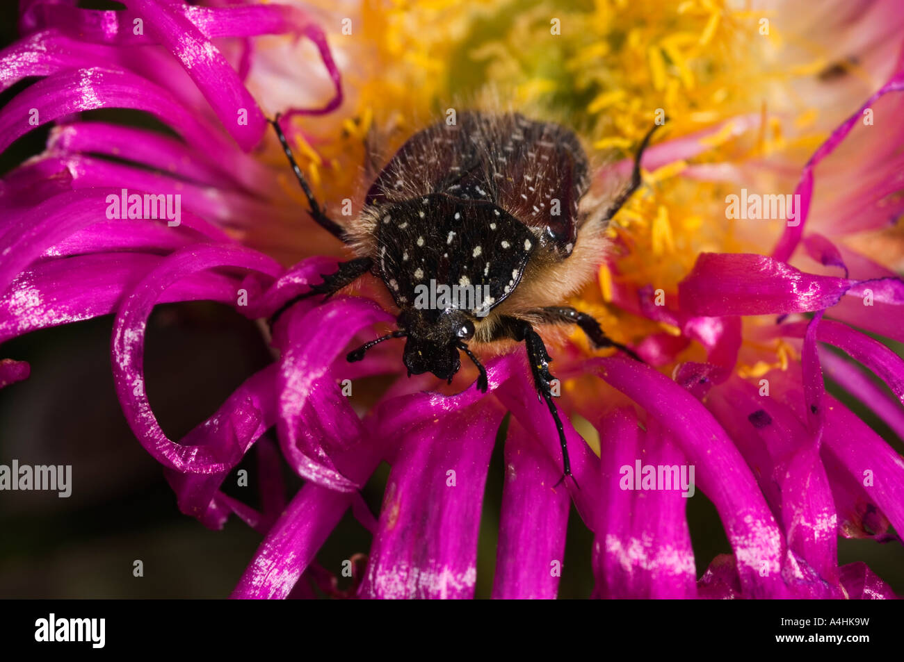 beetle on a Giant mat vygie Cephalophyllum spongiosum Cape Columbine Nature Reserve Paternoster South Africa Stock Photo