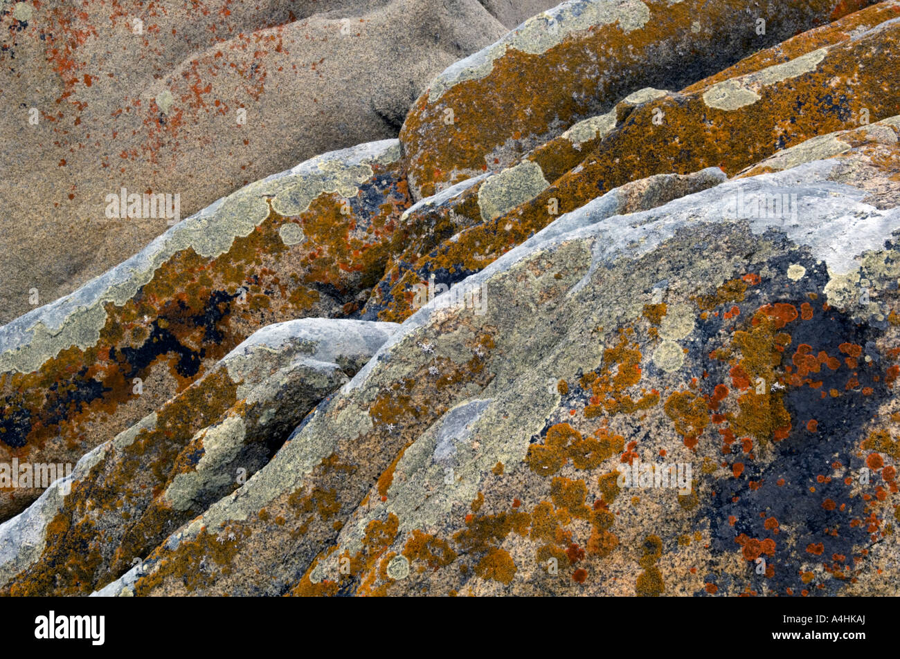 algae growing on a boulder Cape Columbine Nature Reserve Paternoster South Africa Stock Photo