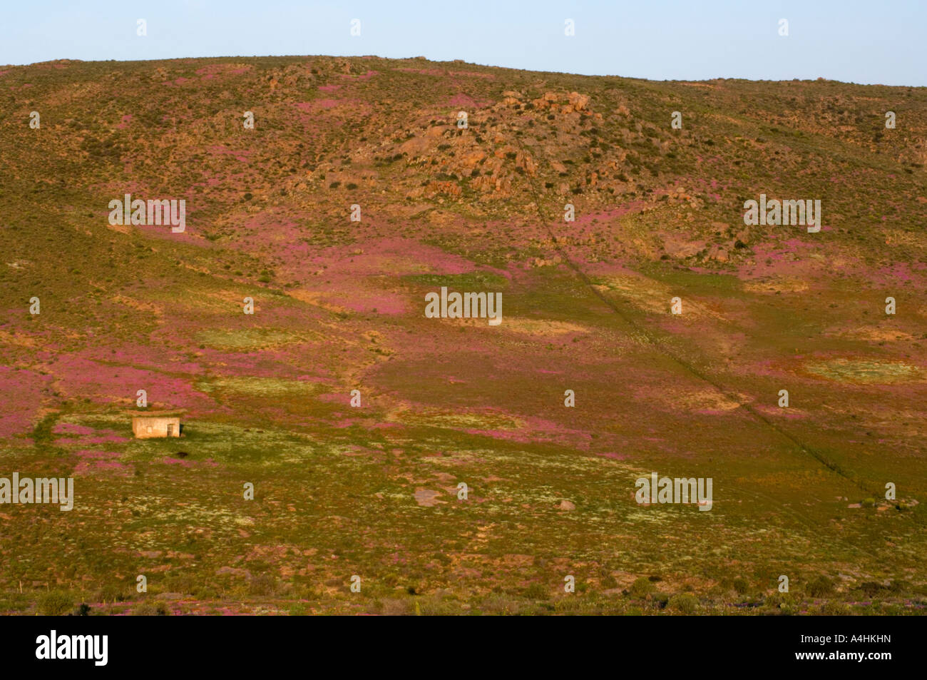 Spring flowers on farmland outside Garies Namaqualand South Africa ...