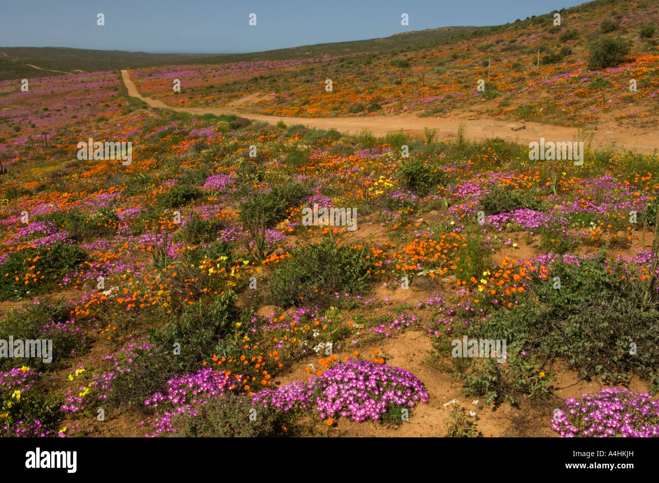 Spring flowers on farmland outside Garies Namaqualand South Africa ...