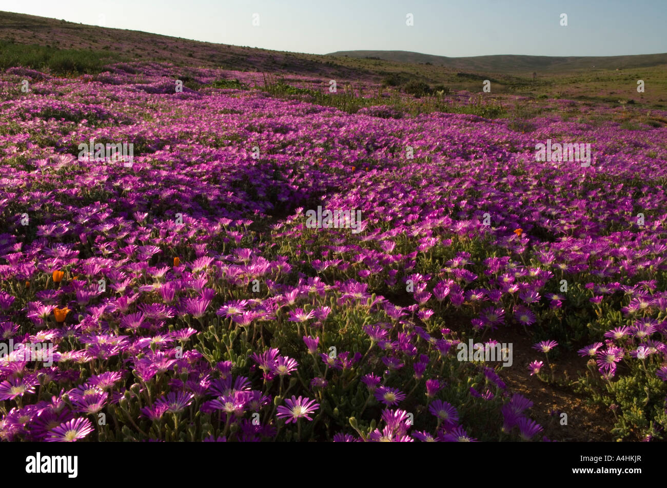 Roadside dew vygie Drosanthemum hispidum mesemb family Garies Namaqualand South Africa Stock Photo