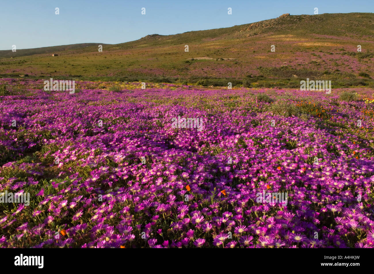 Roadside dew vygie Drosanthemum hispidum mesemb family Garies Namaqualand South Africa Stock Photo