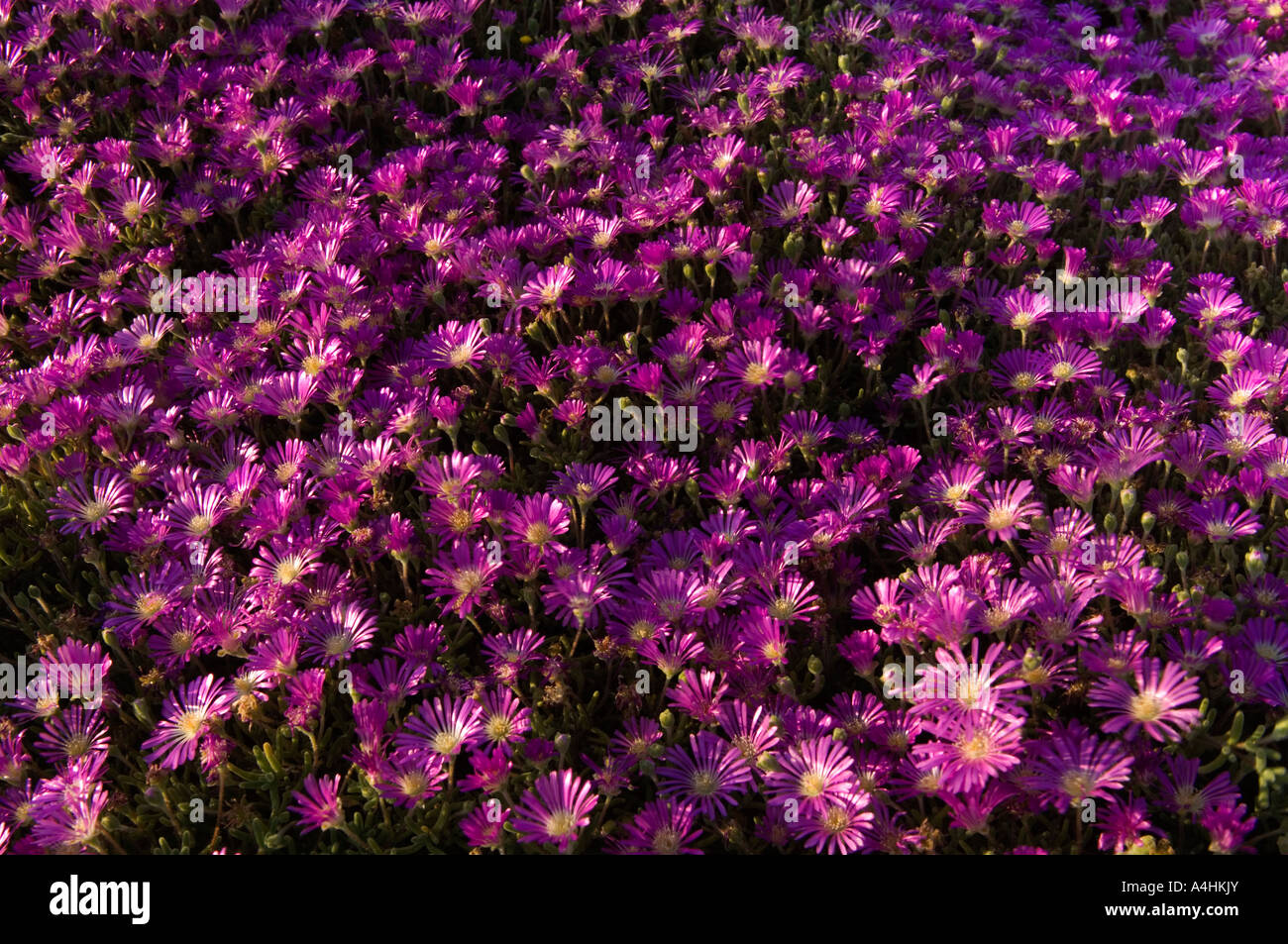 Roadside dew vygie Drosanthemum hispidum mesemb family Garies Namaqualand South Africa Stock Photo