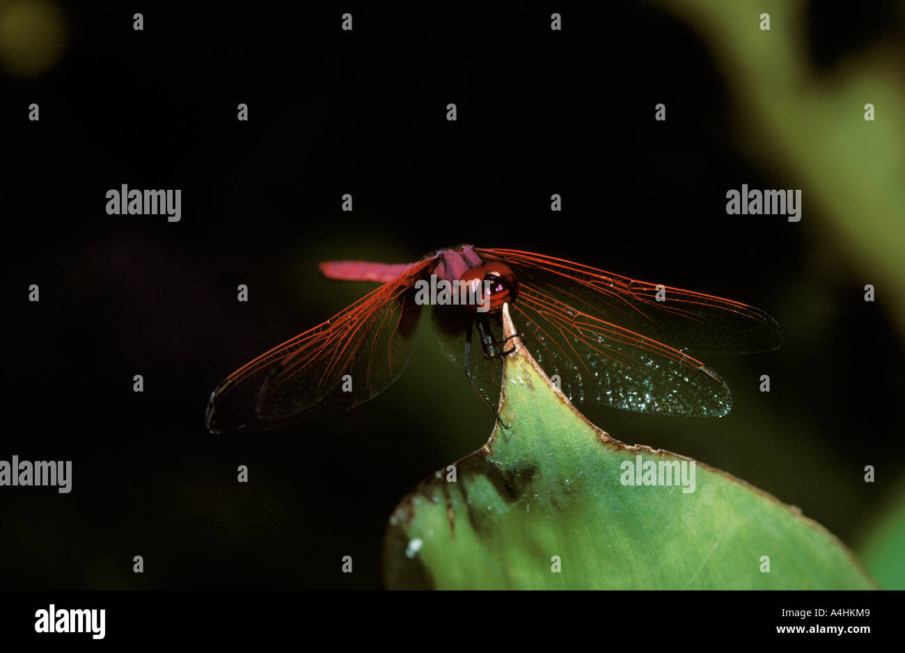Dragonfly malaysia insects hi-res stock photography and images - Alamy