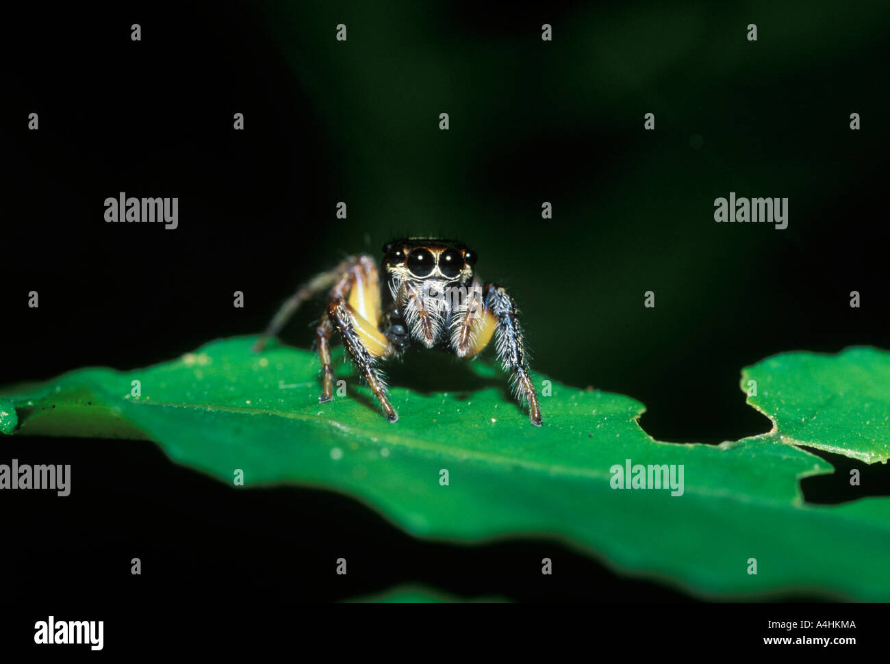 Spider ( Salticidae ) Malaysia Stock Photo