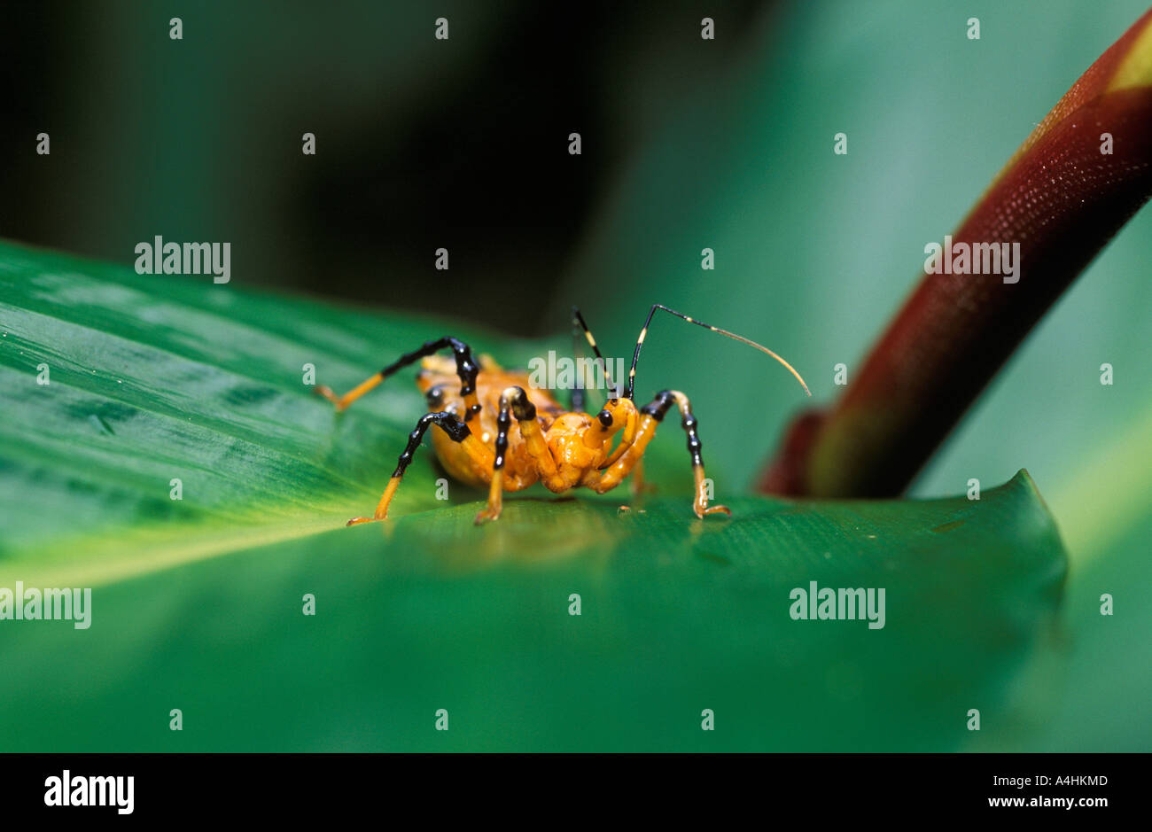 Insects of malaysia hi-res stock photography and images - Alamy