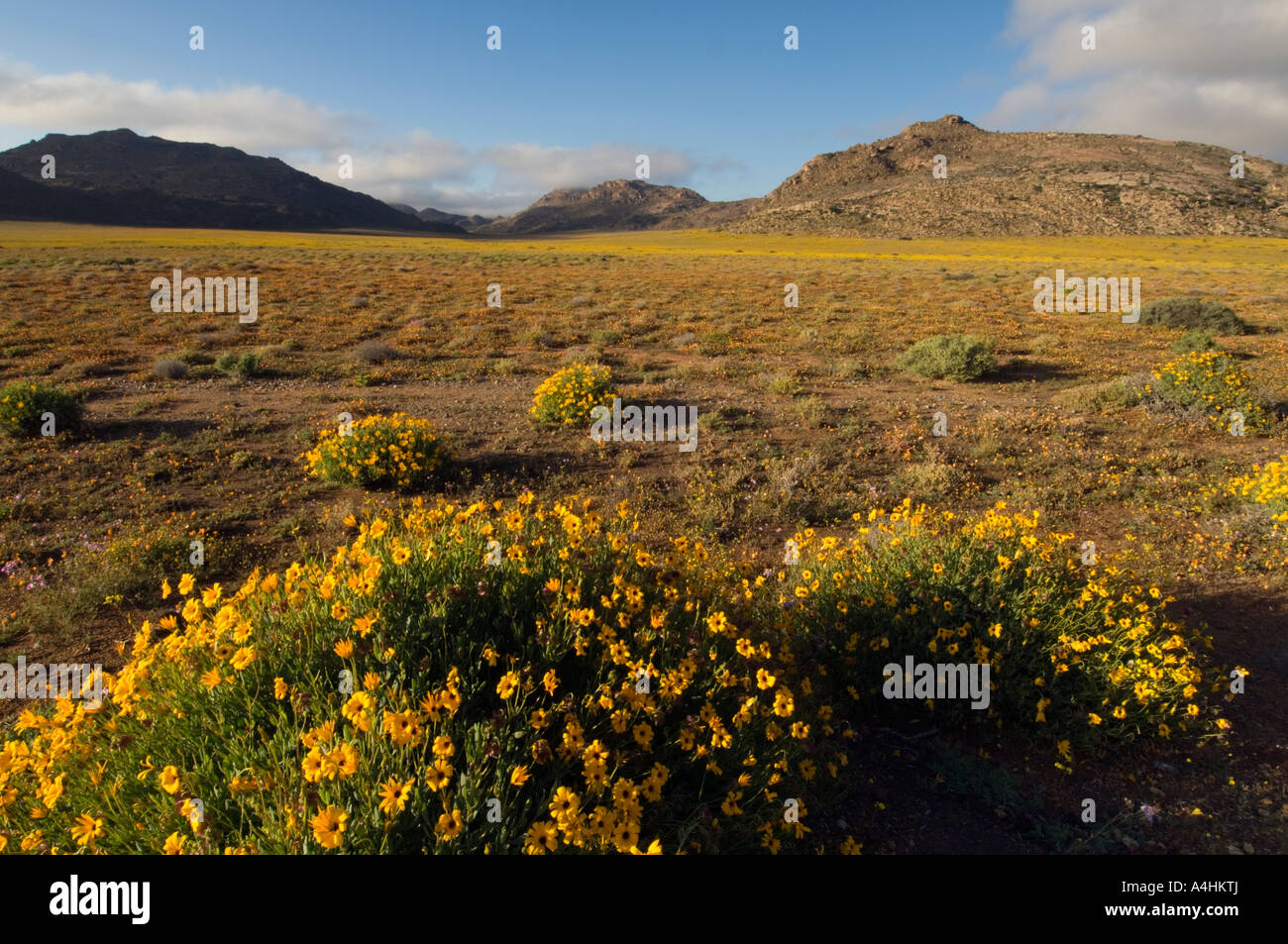 Spring flowers in Goegap Nature Reserve Springbok Namaqualand South ...