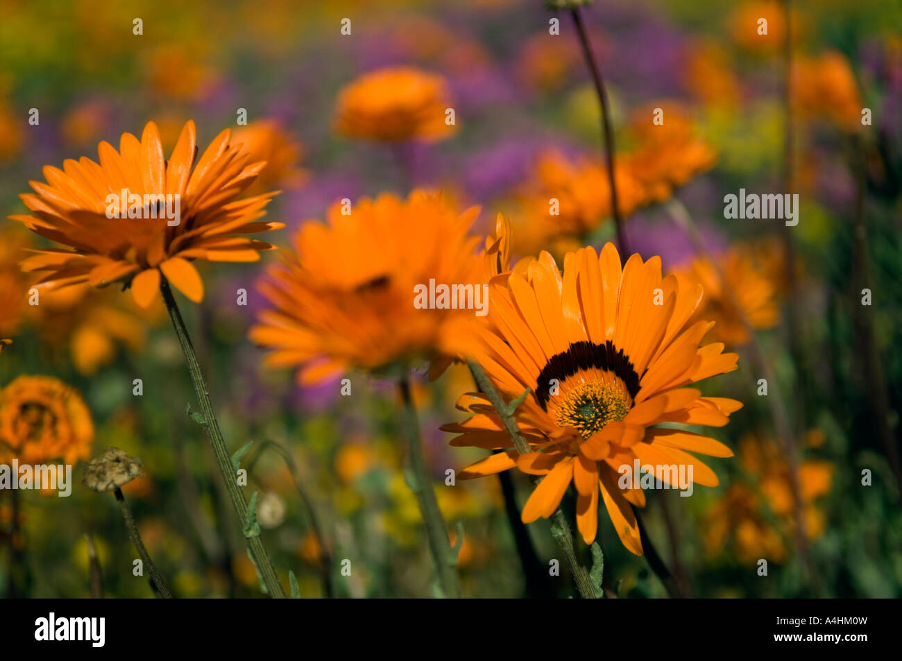 Arctotis fastuosa hi-res stock photography and images - Alamy