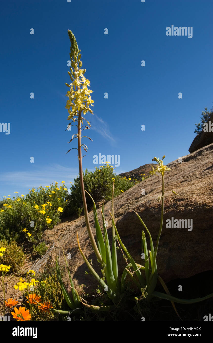 Common bulbine Bulbine praemorsa Spring flowers in Goegap Nature Reserve Springbok Namaqualand South Africa Stock Photo