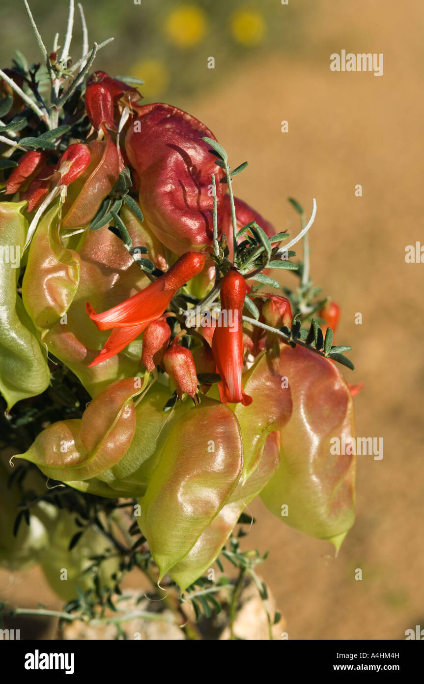 Lessertia frutescens Scarlet balloon pea Spring flowers in Goegap Nature Reserve Springbok Namaqualand South Africa Stock Photo