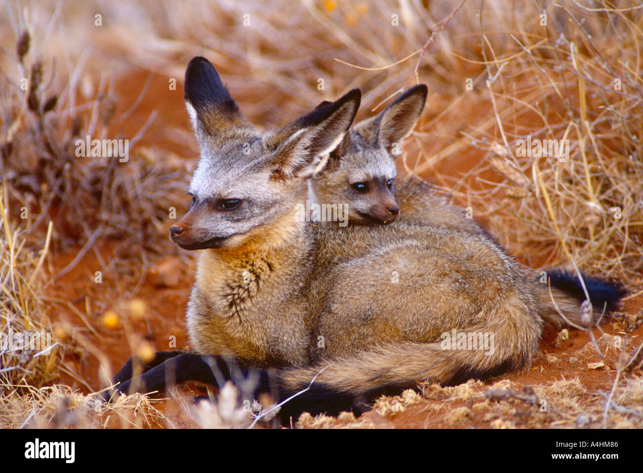 Mother and Baby Bat eared Fox Samburu Game Reserve Kenya Otocyon