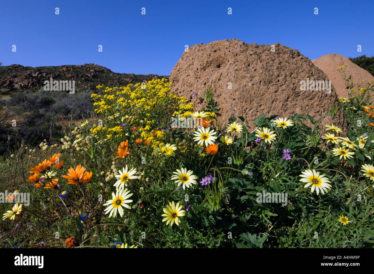 Spring flowers surrounding a termite mound on Kamiesberg near Kamieskroon Namaqualand South Africa Stock Photo