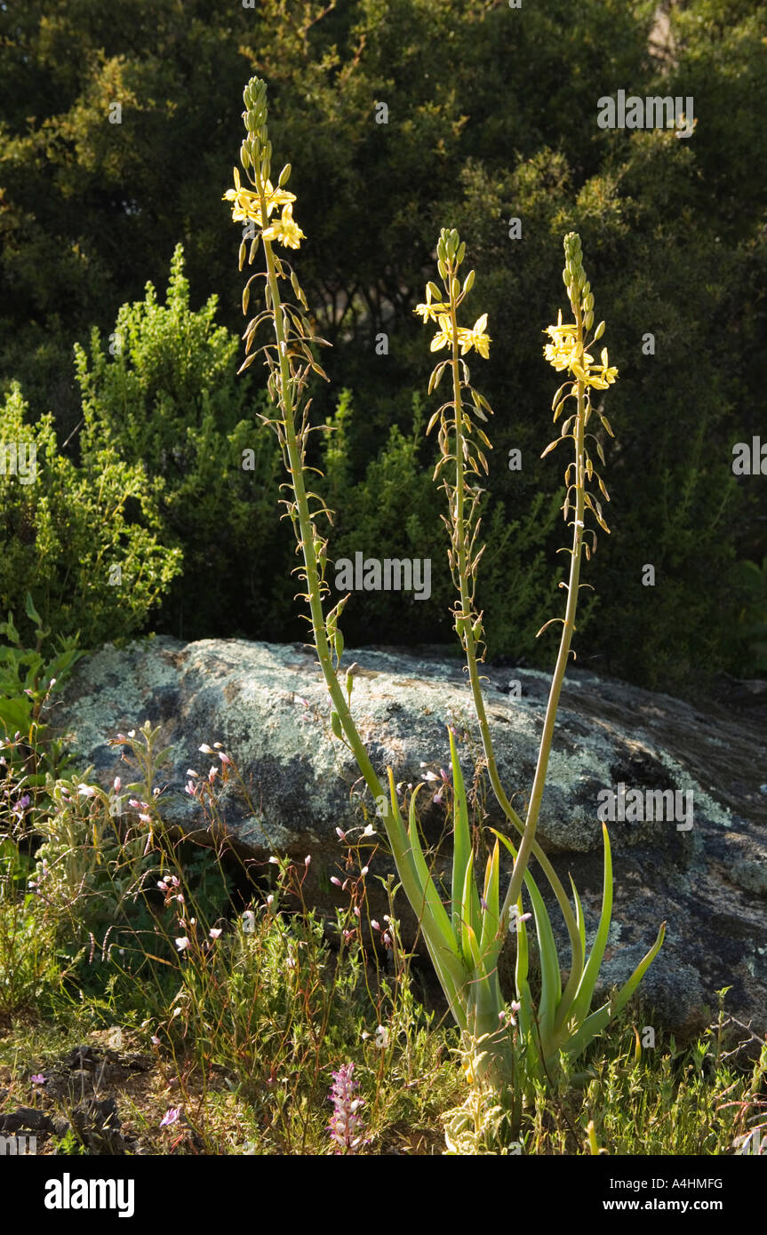 Common bulbine Bulbine praemorsa Spring flowers on Kamiesberg near Kamieskroon Namaqualand South Africa Stock Photo