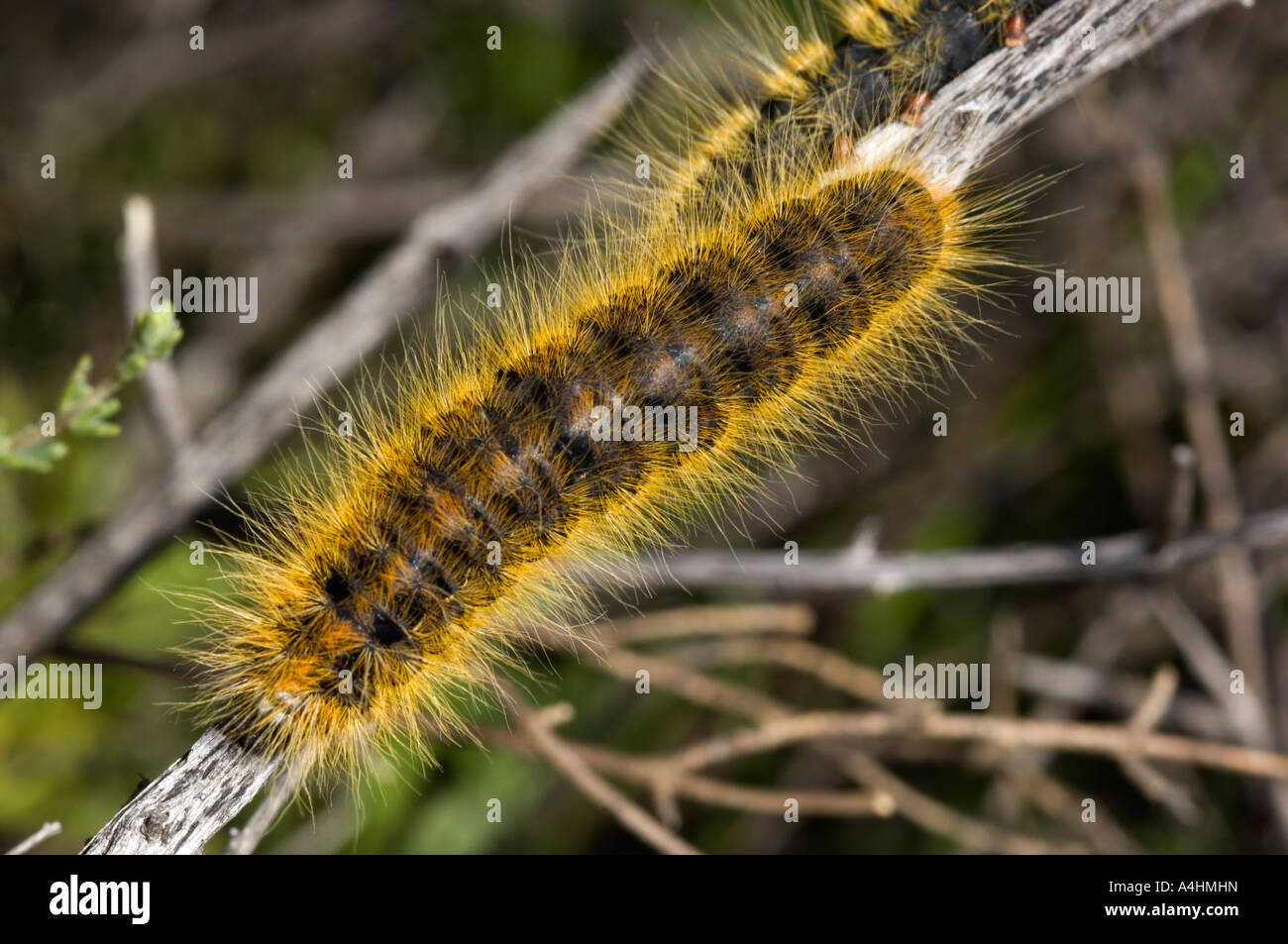 Caterpillar Namaqua National Park Namaqualand South Africa Stock Photo