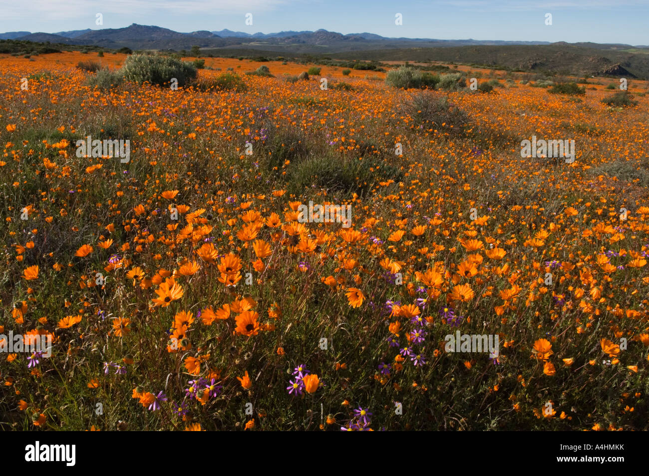 Spring flowers in Namaqua National Park Namaqualand South Africa Stock ...