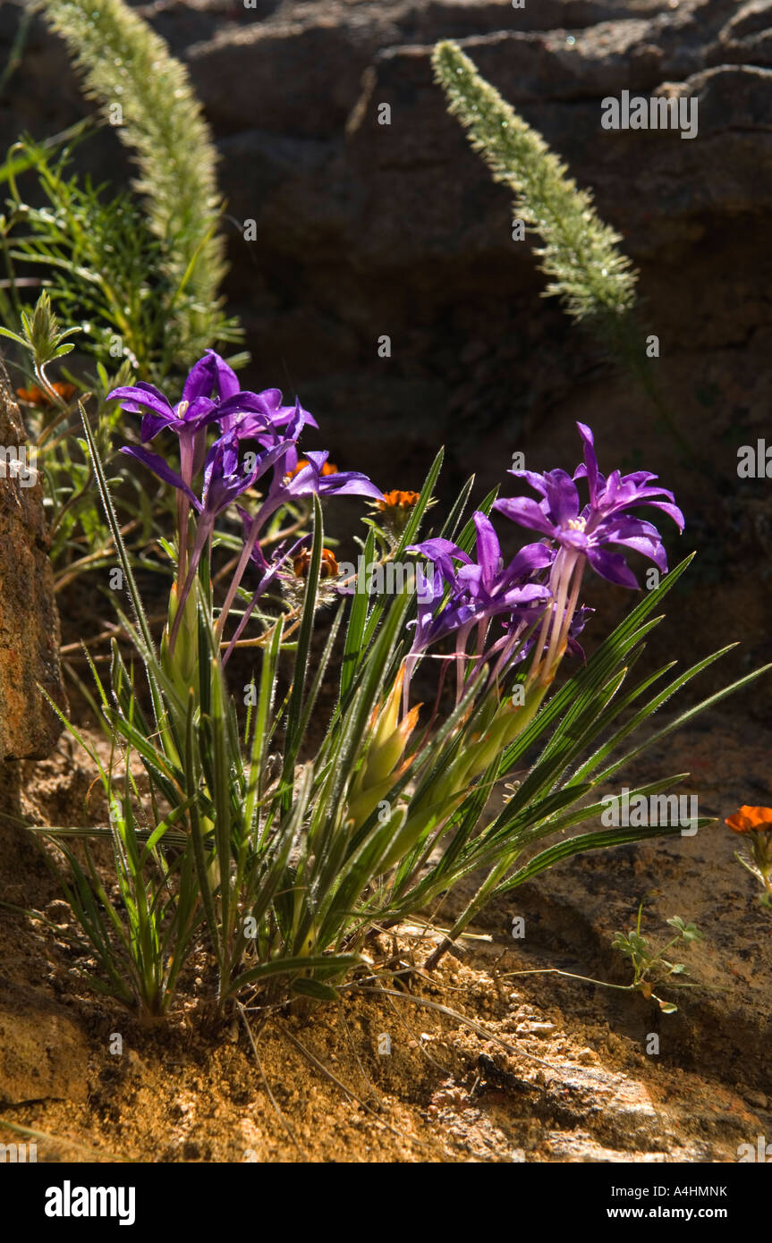 Bobbejaantje Babiana from the iris family Spring flowers in Namaqua National Park Namaqualand South Africa Stock Photo