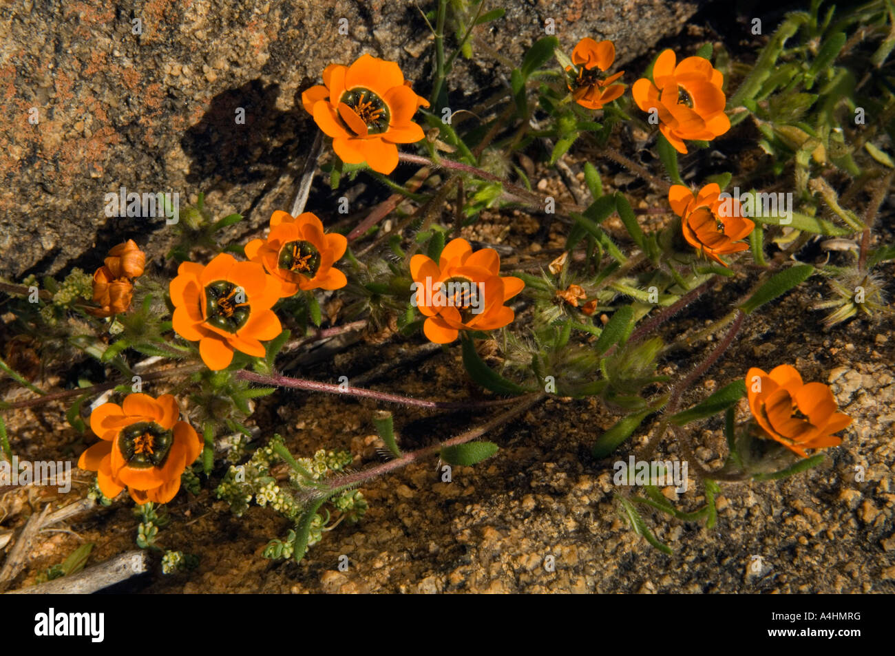Kamiesberg beetle daisy Gorteria diffusa calendulacea Spring flowers in Namaqua National Park Namaqualand South Africa Stock Photo