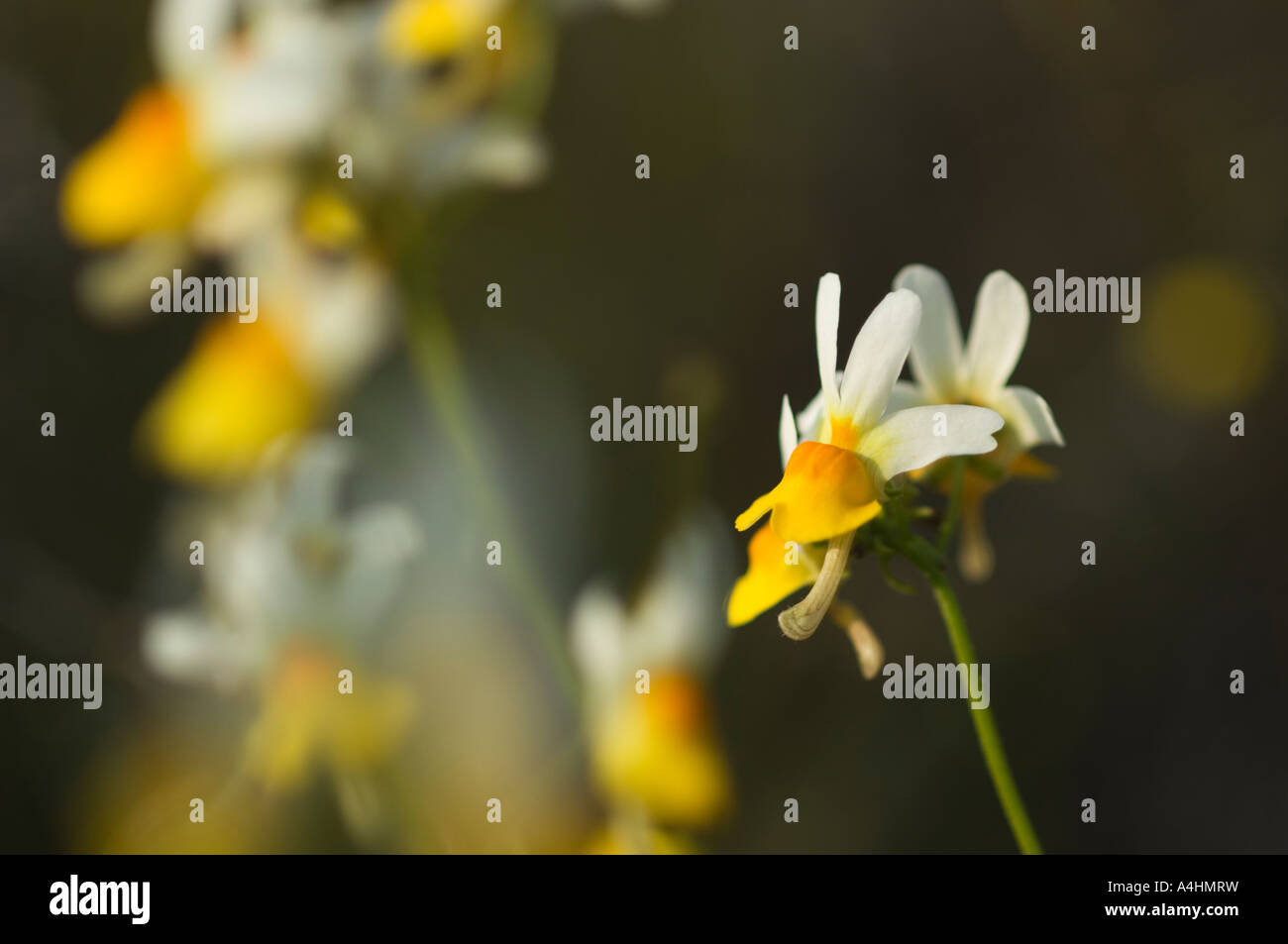 Nemesia Snapdragon Family Spring Flowers In Namaqua National Park Stock Photo Alamy