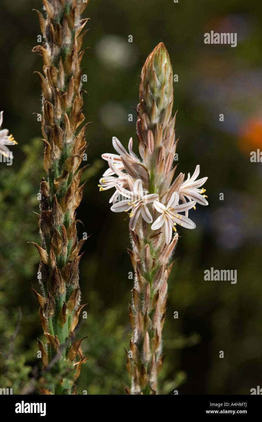 Namaqua starlily Trachyandra falcata Spring flowers in Namaqua National Park Namaqualand South Africa Stock Photo