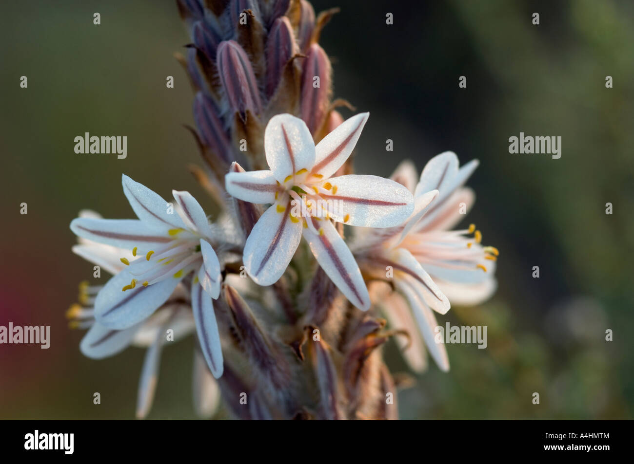 Namaqua starlily Trachyandra falcata Spring flowers in Namaqua National Park Namaqualand South Africa Stock Photo