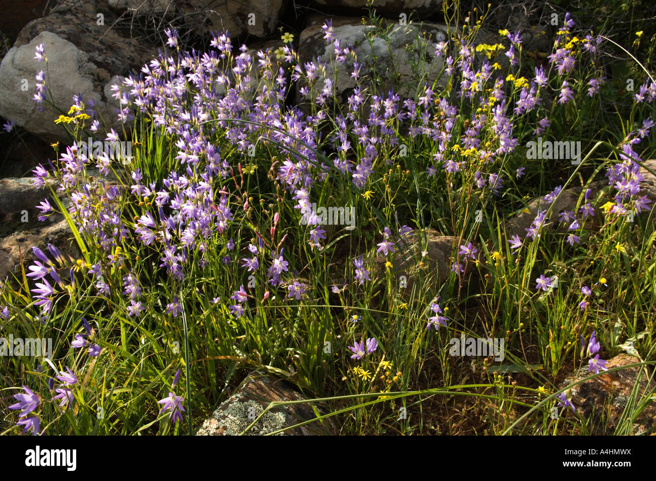 Blue ixia Ixia rapunculoides spring flowers Nieuwoudtville Namaqualand