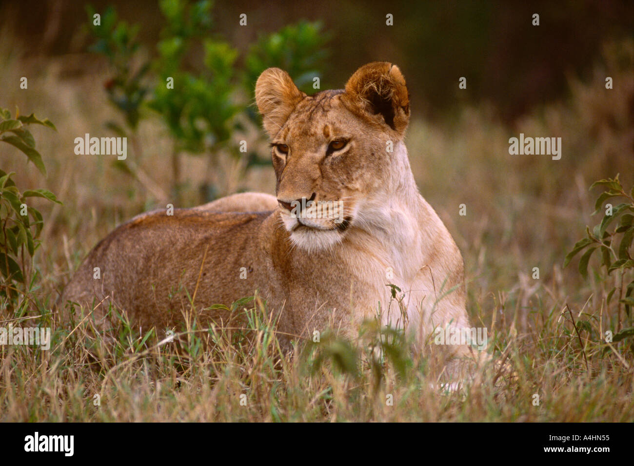 Maasai mara kenya panthera leo hi-res stock photography and images - Alamy