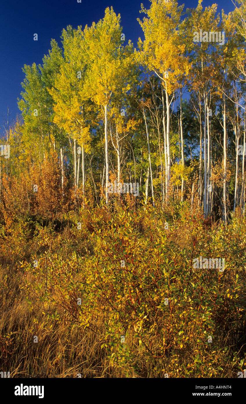 Indian summer in the canadian northwest territories Stock Photo